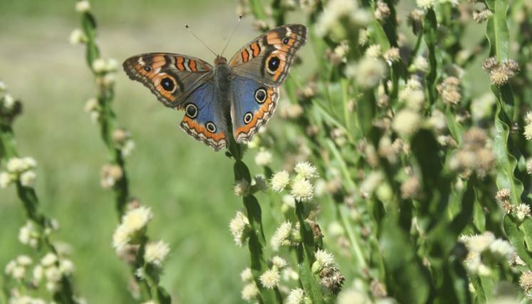 Carqueja - Baccharis trimera con Junonia genoveva, Fac Agr (E Haene)_20070220_04.jpg